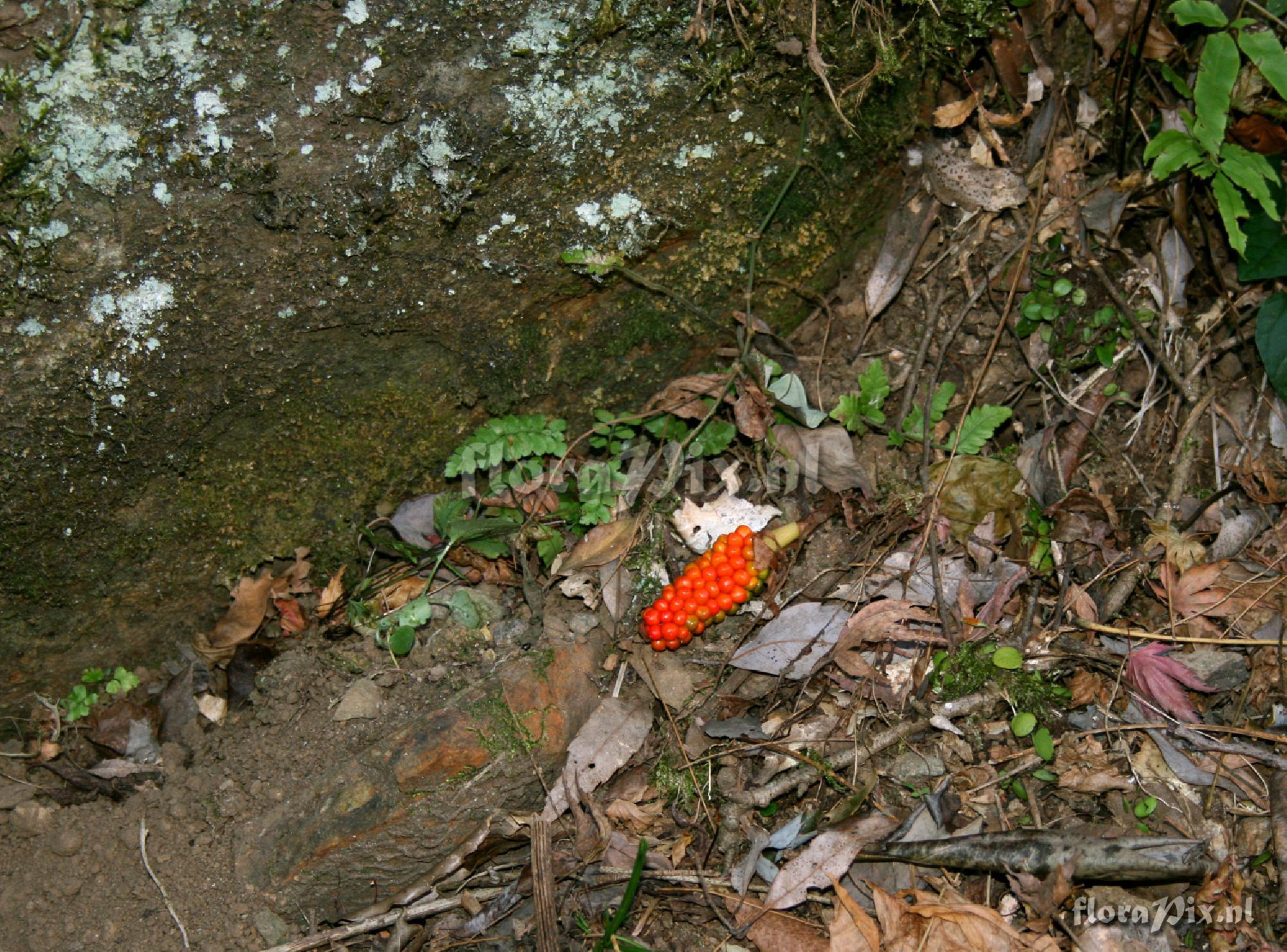 Arisaema kuratae