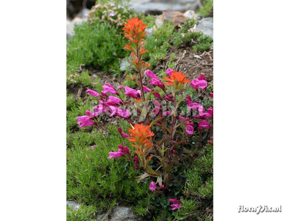 Castilleja hispida with hosts