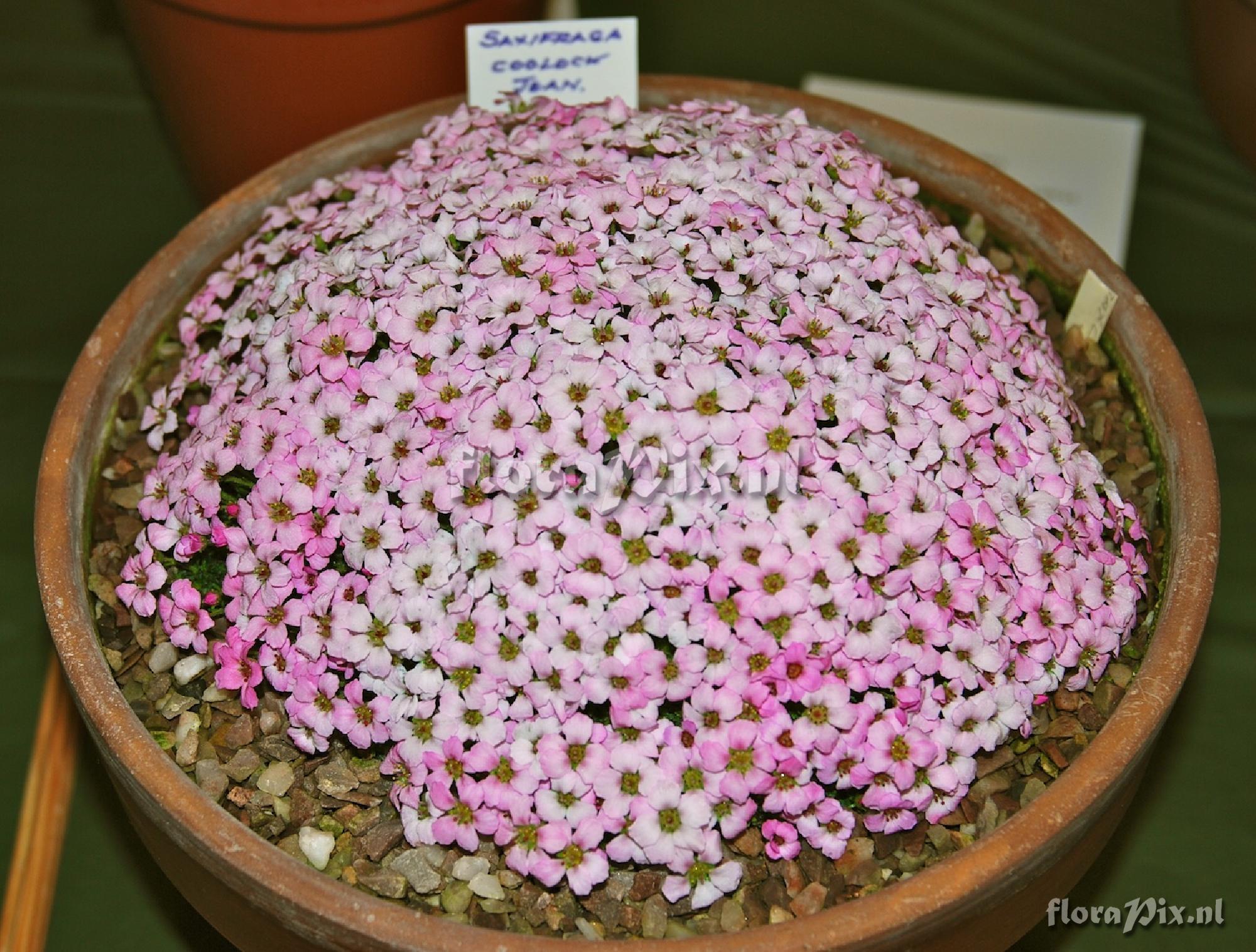 Saxifraga 