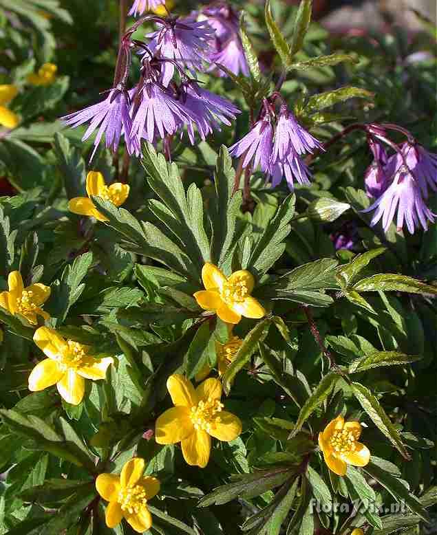 Anemone Soldanella combination