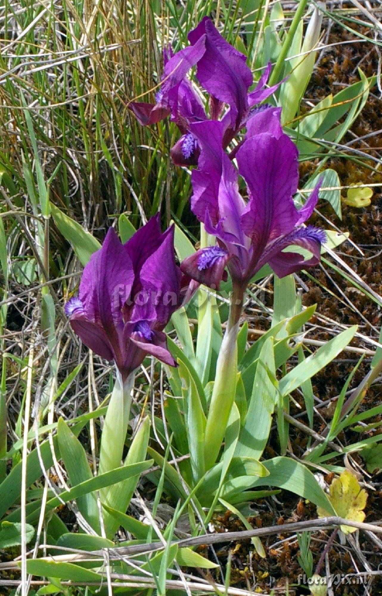 Iris attica