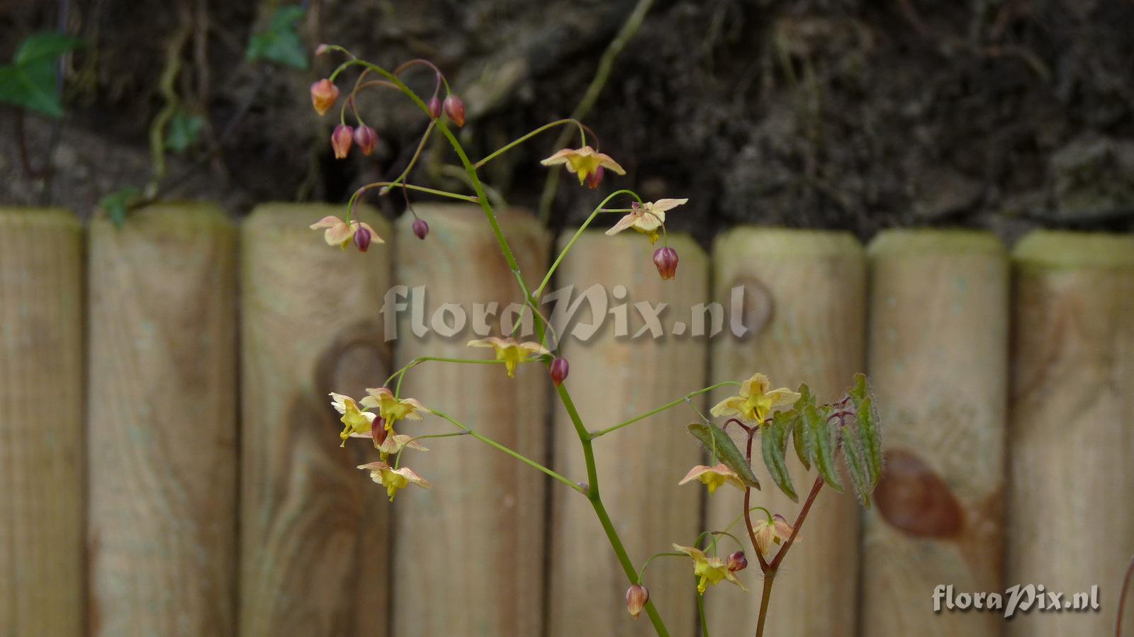 Epimedium black sea