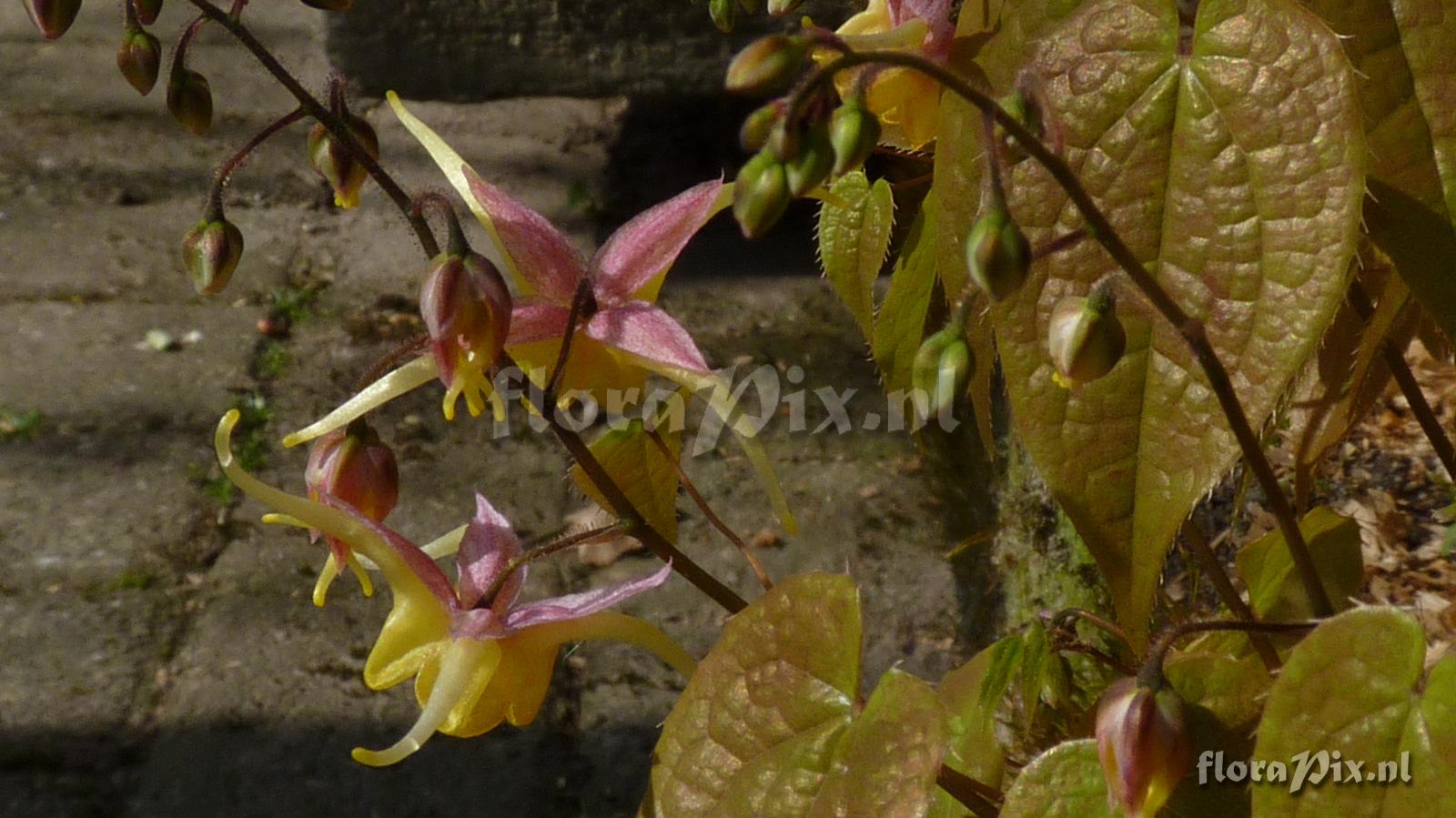 Epimedium 
