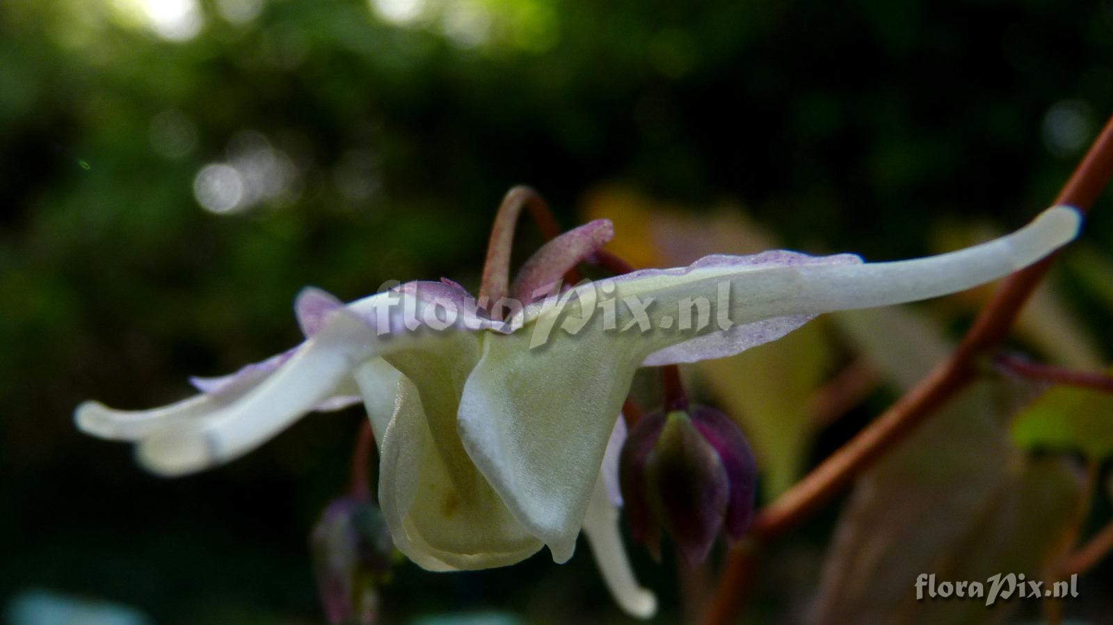 Epimedium grandiflorum 