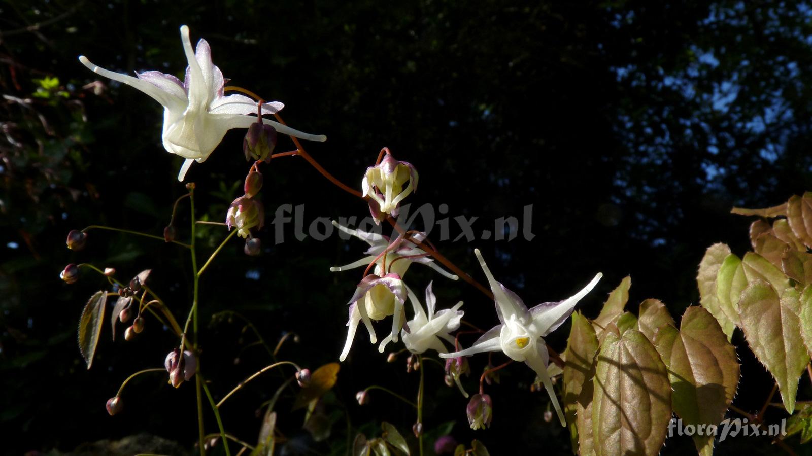 Epimedium grandiflorum 
