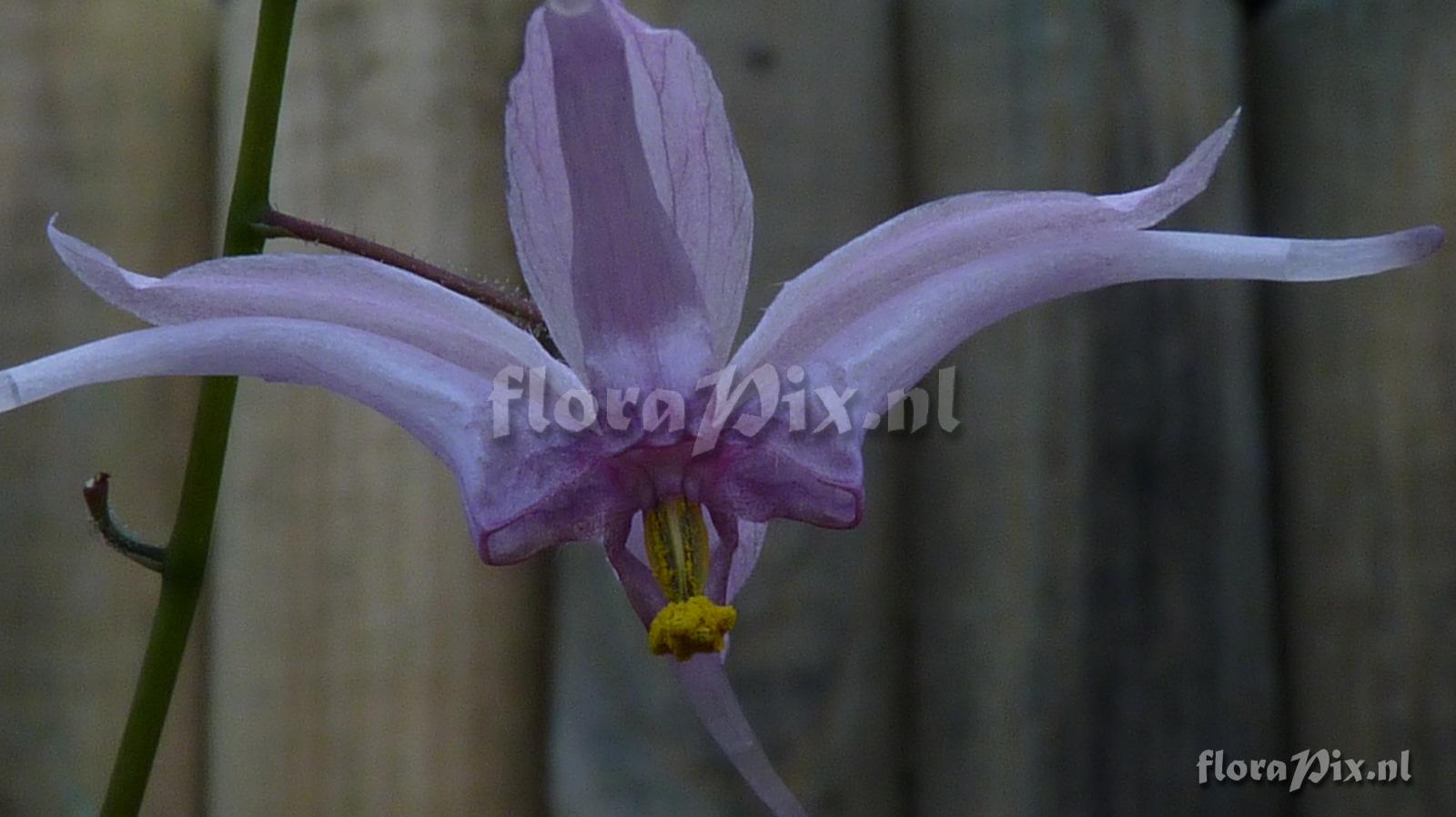 Epimedium brachyrrhizum CPC 940447