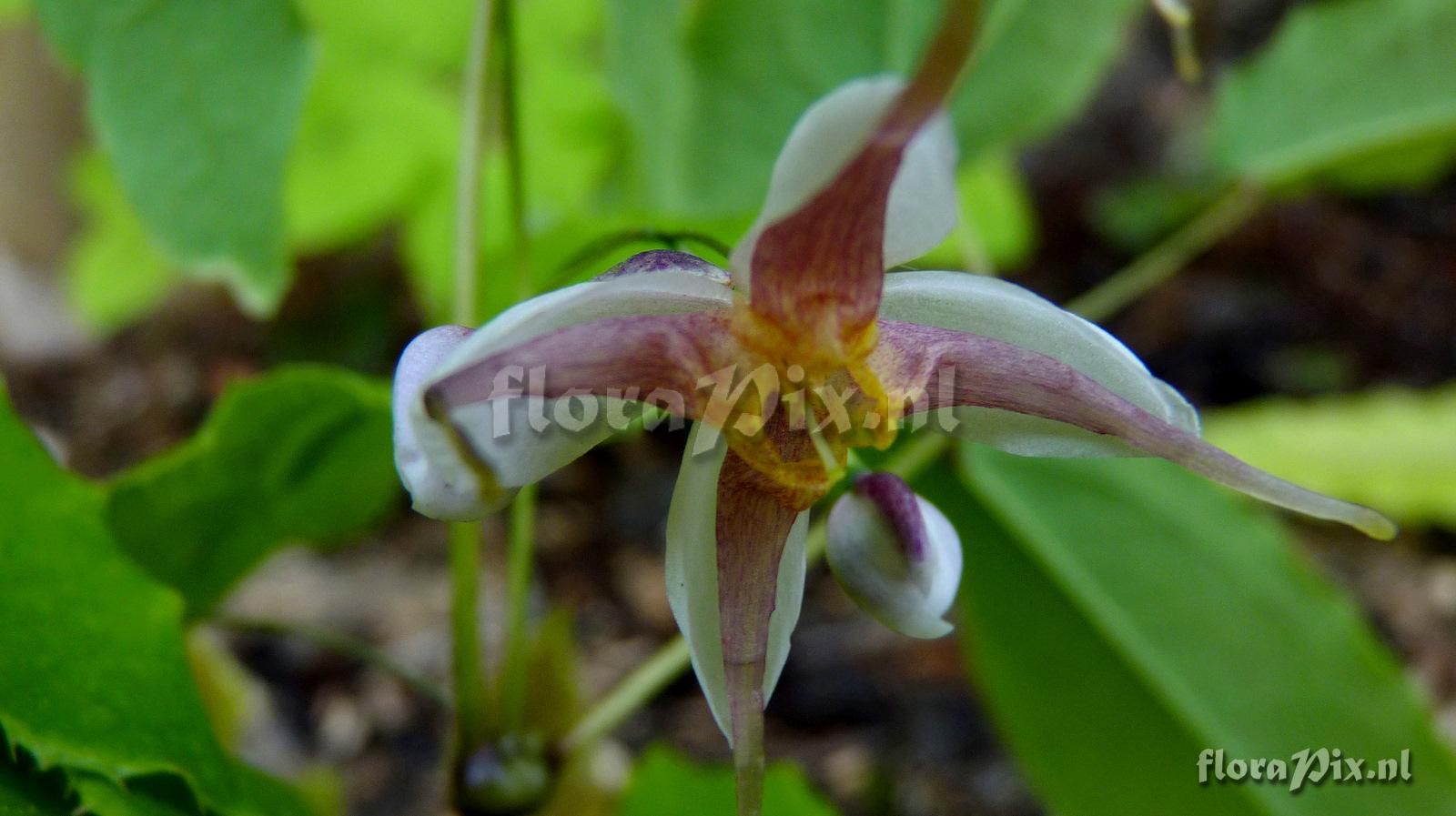Epimedium grandiflorum mikinori
