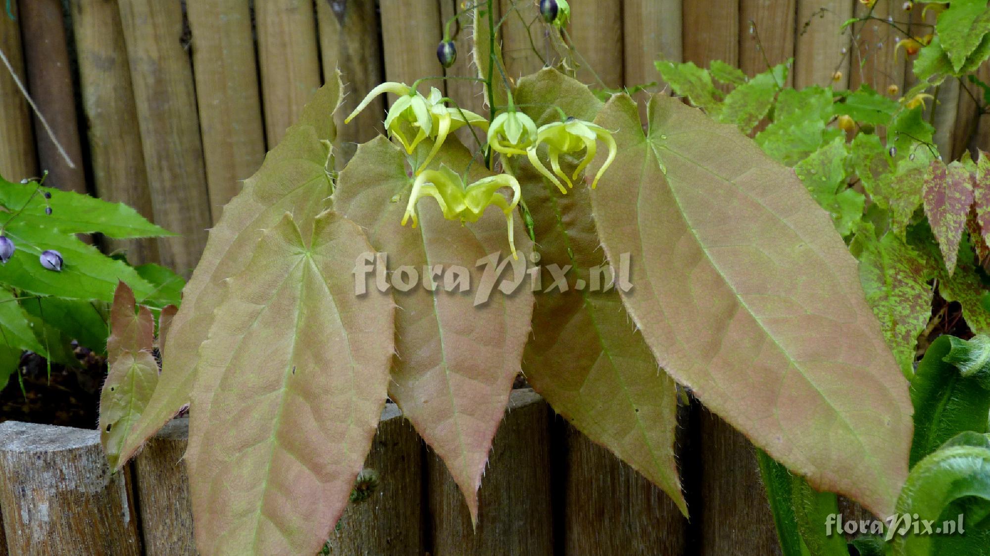 Epimedium franchetti 