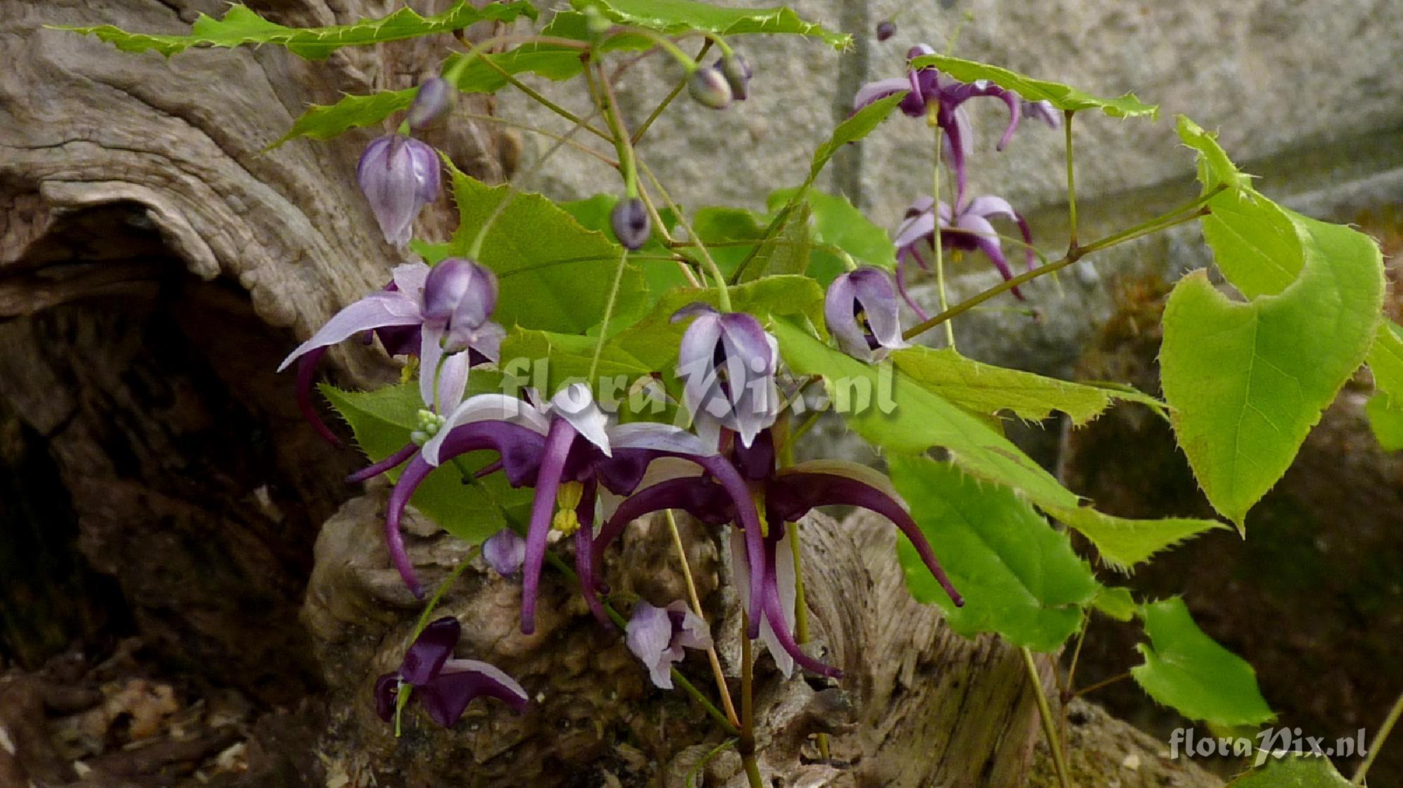 Epimedium acuminatum 