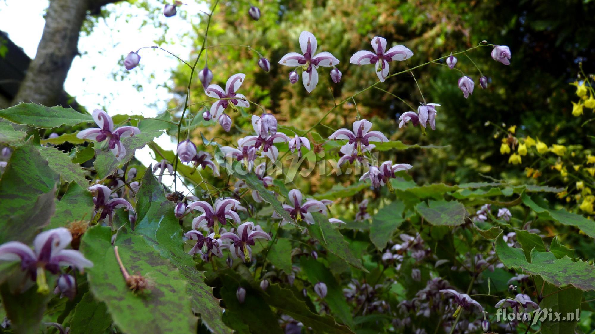 Epimedium kaguyahime
