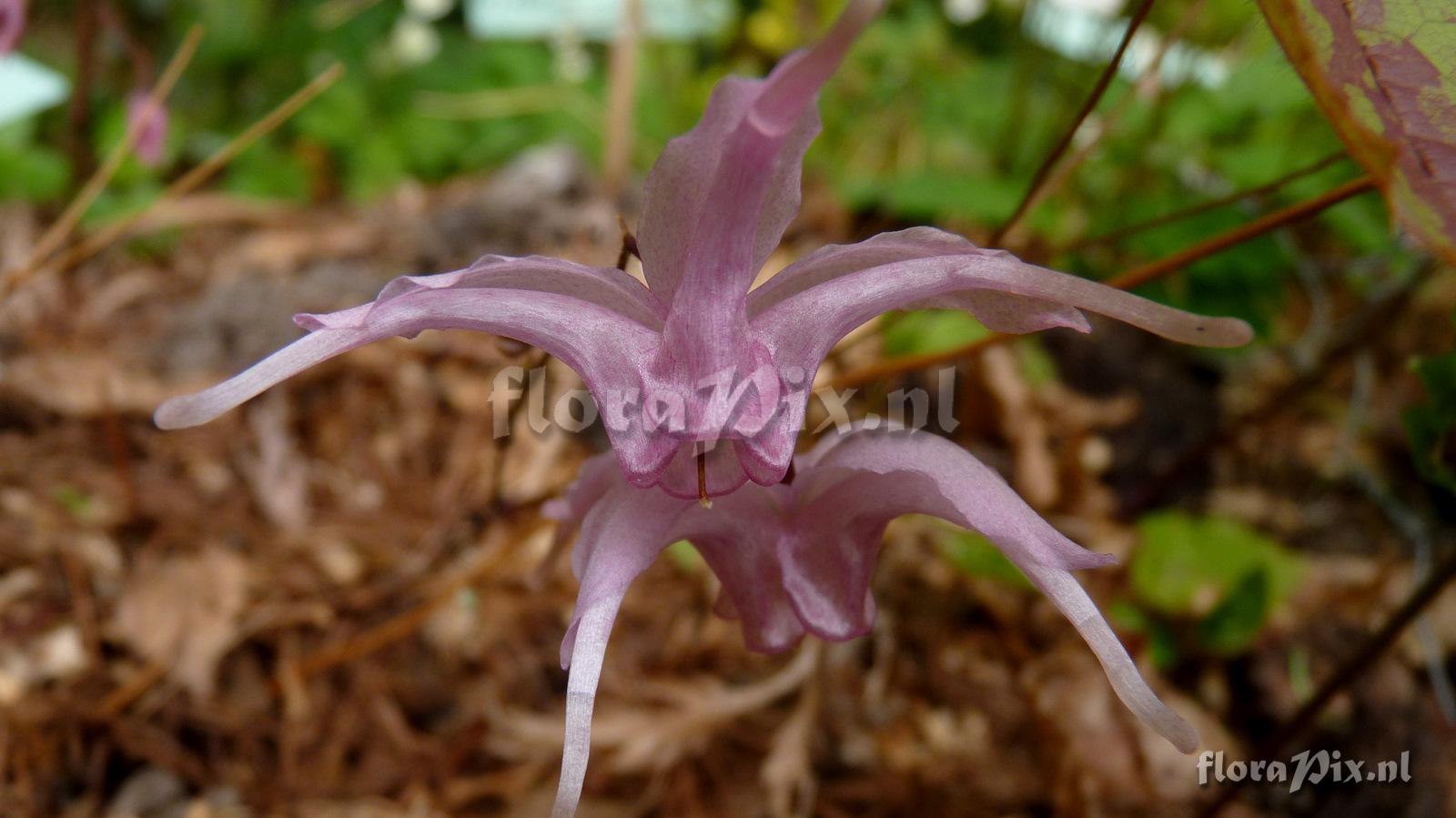 Epimedium togen