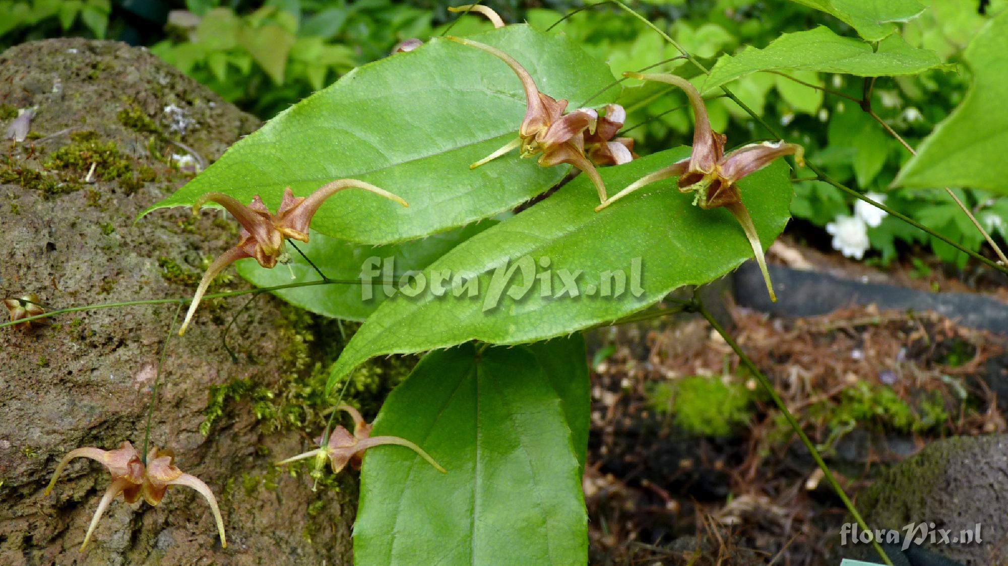 Epimedium x omeiense 