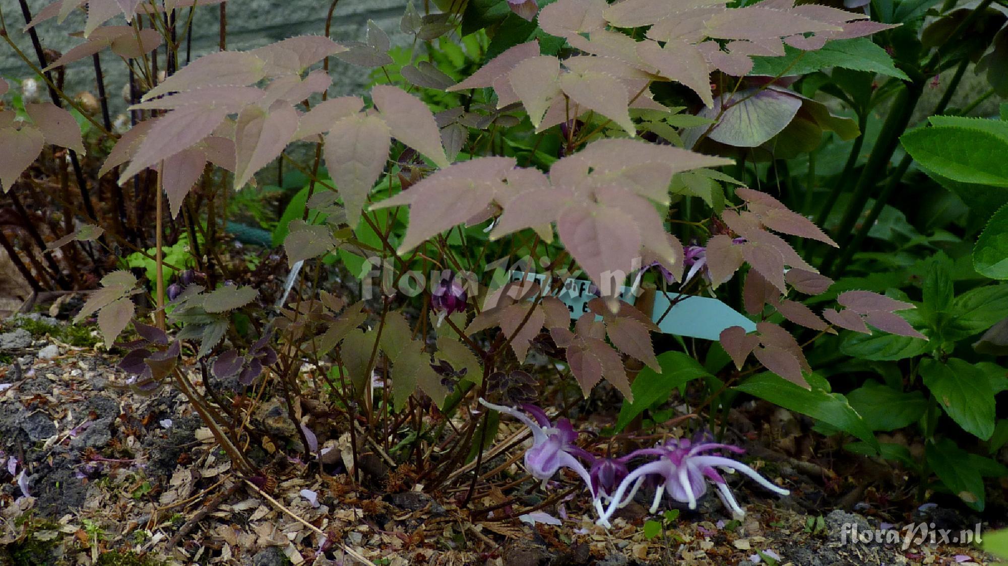 Epimedium grandiflorum 