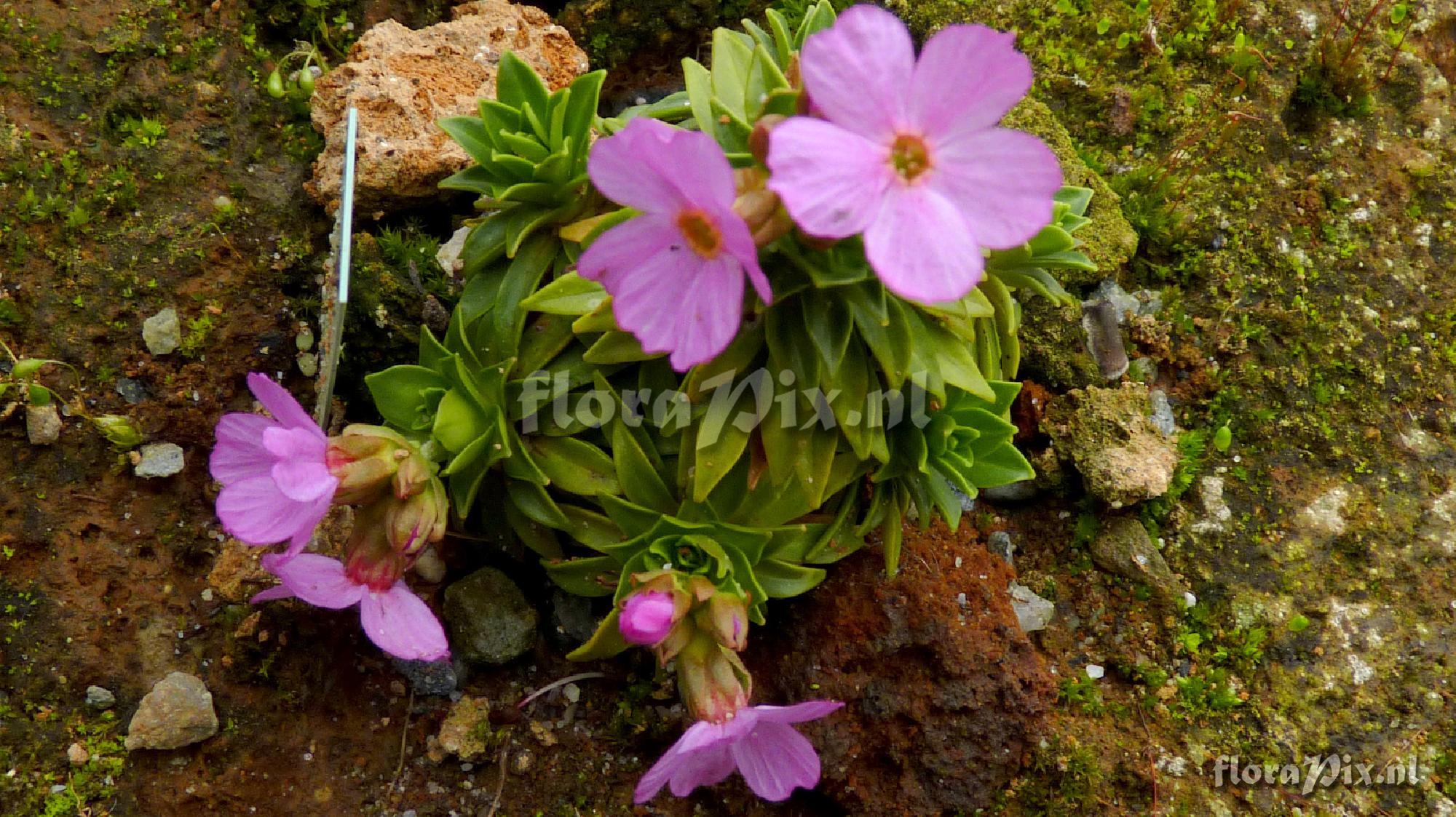 Douglasia laevegata