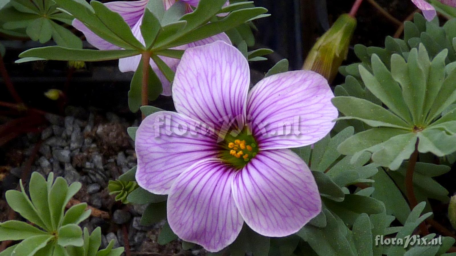 Oxalis 