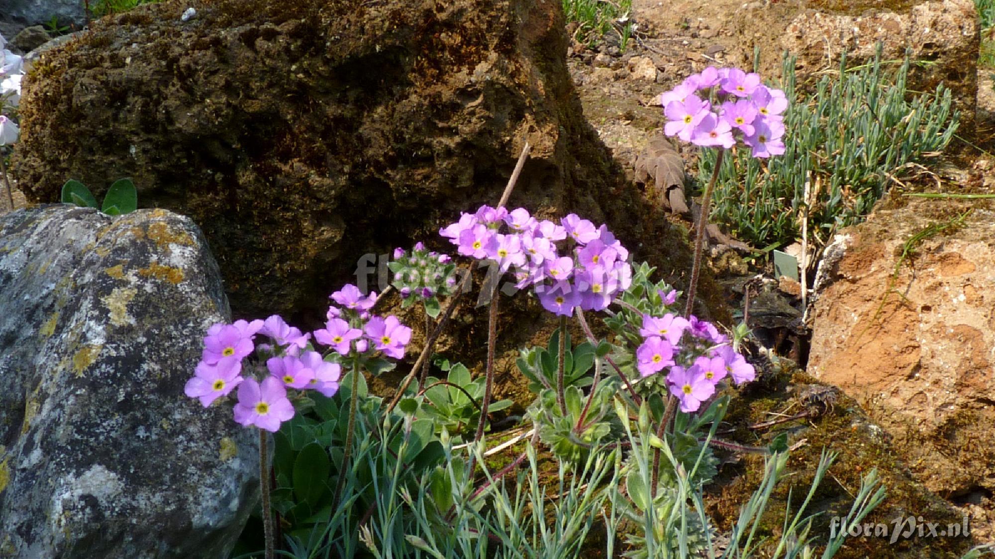 Androsace sarmentosa