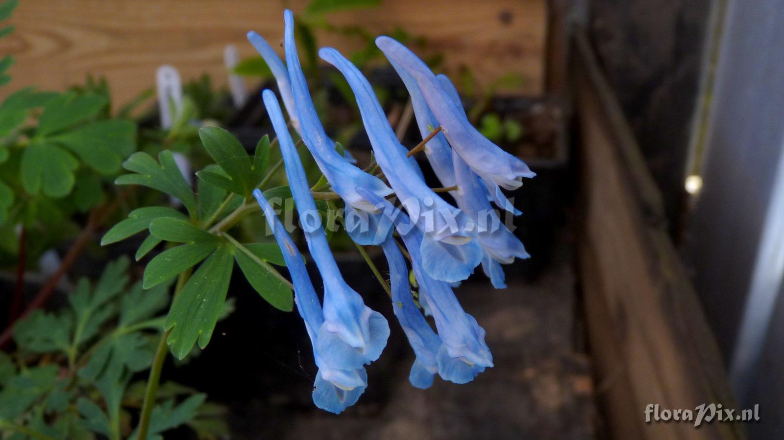 Corydalis curviflora x pachysantra