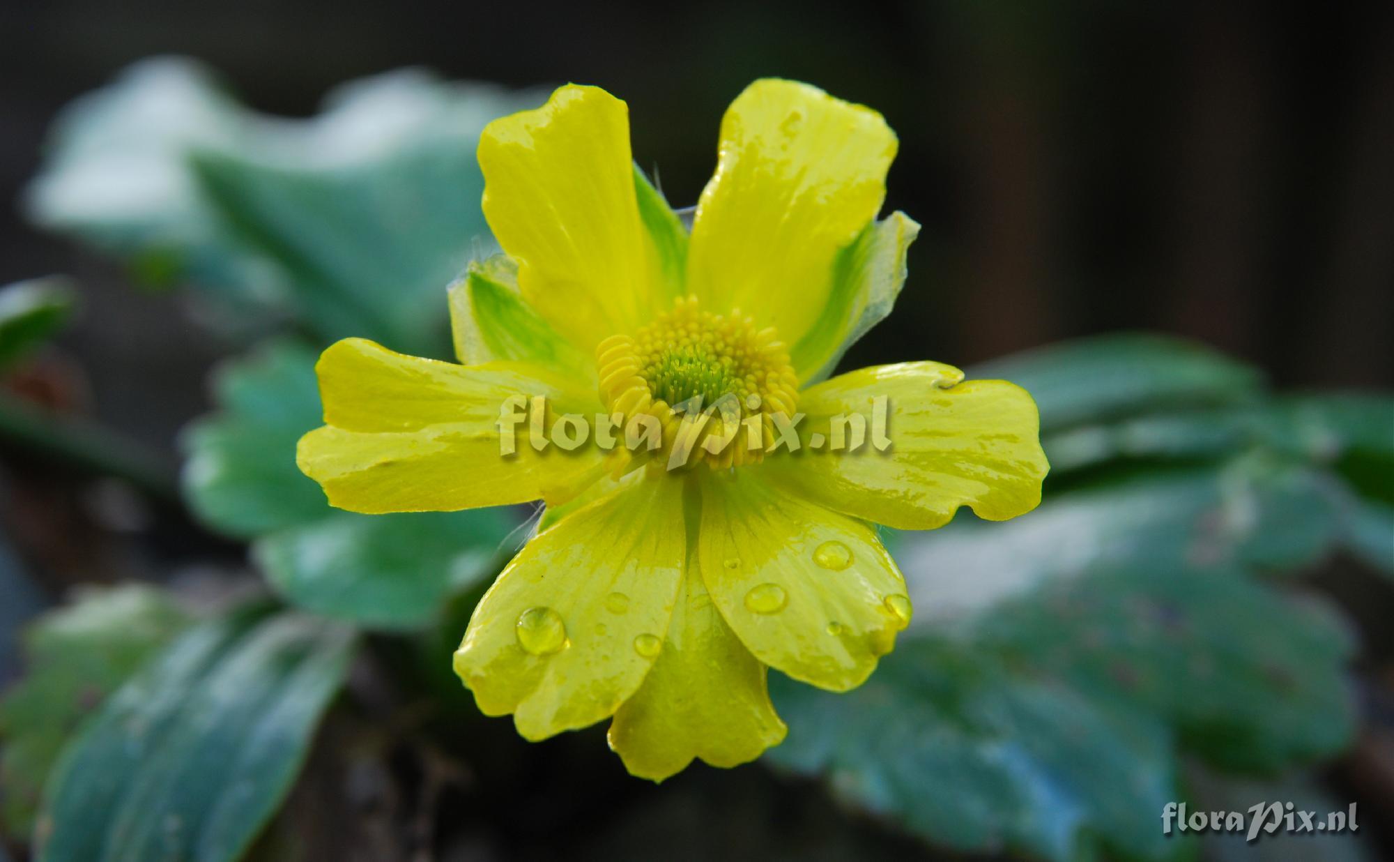Ranunculus from New Zealand