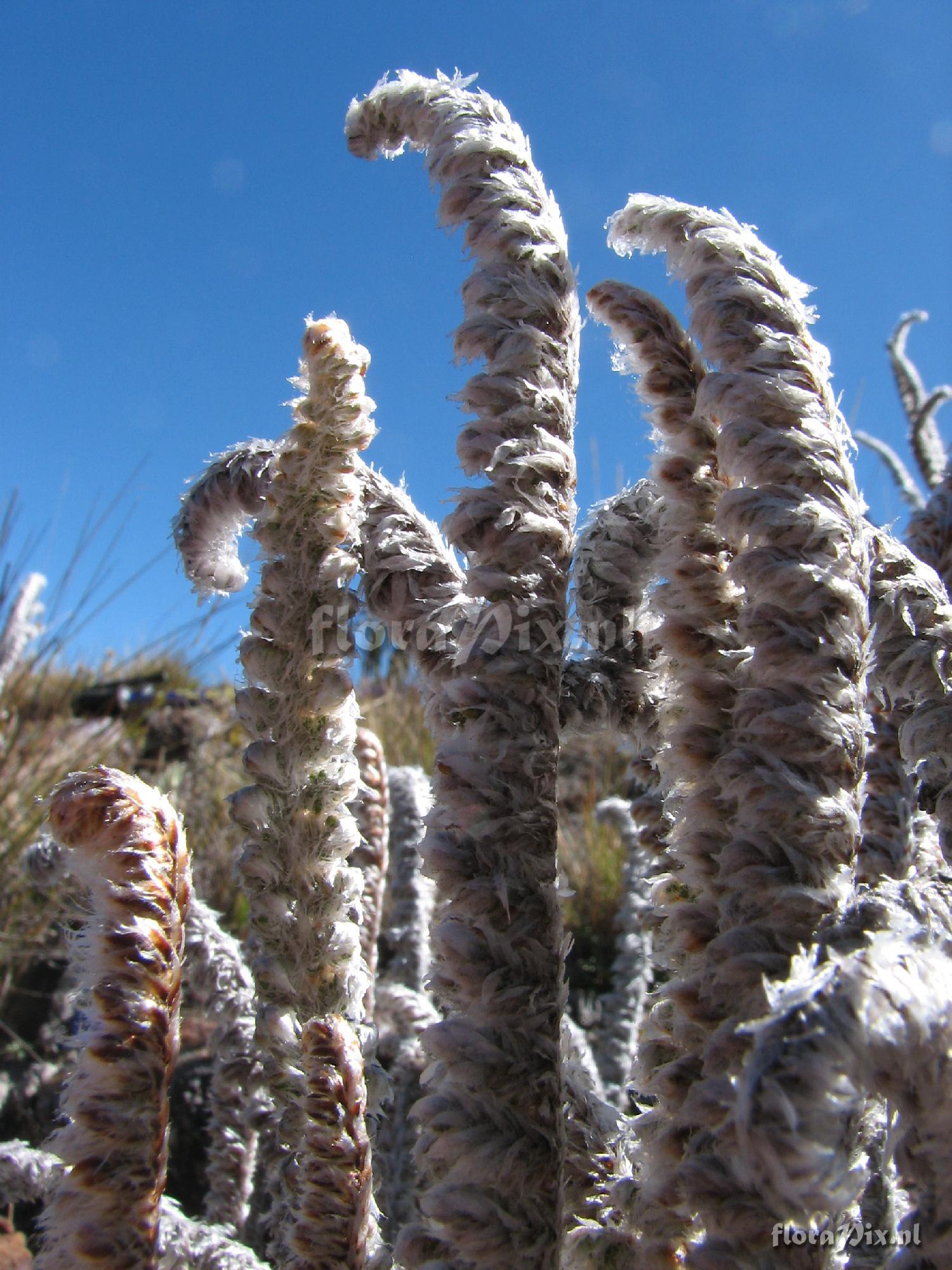 Jamesonia ? , Pteridaceae