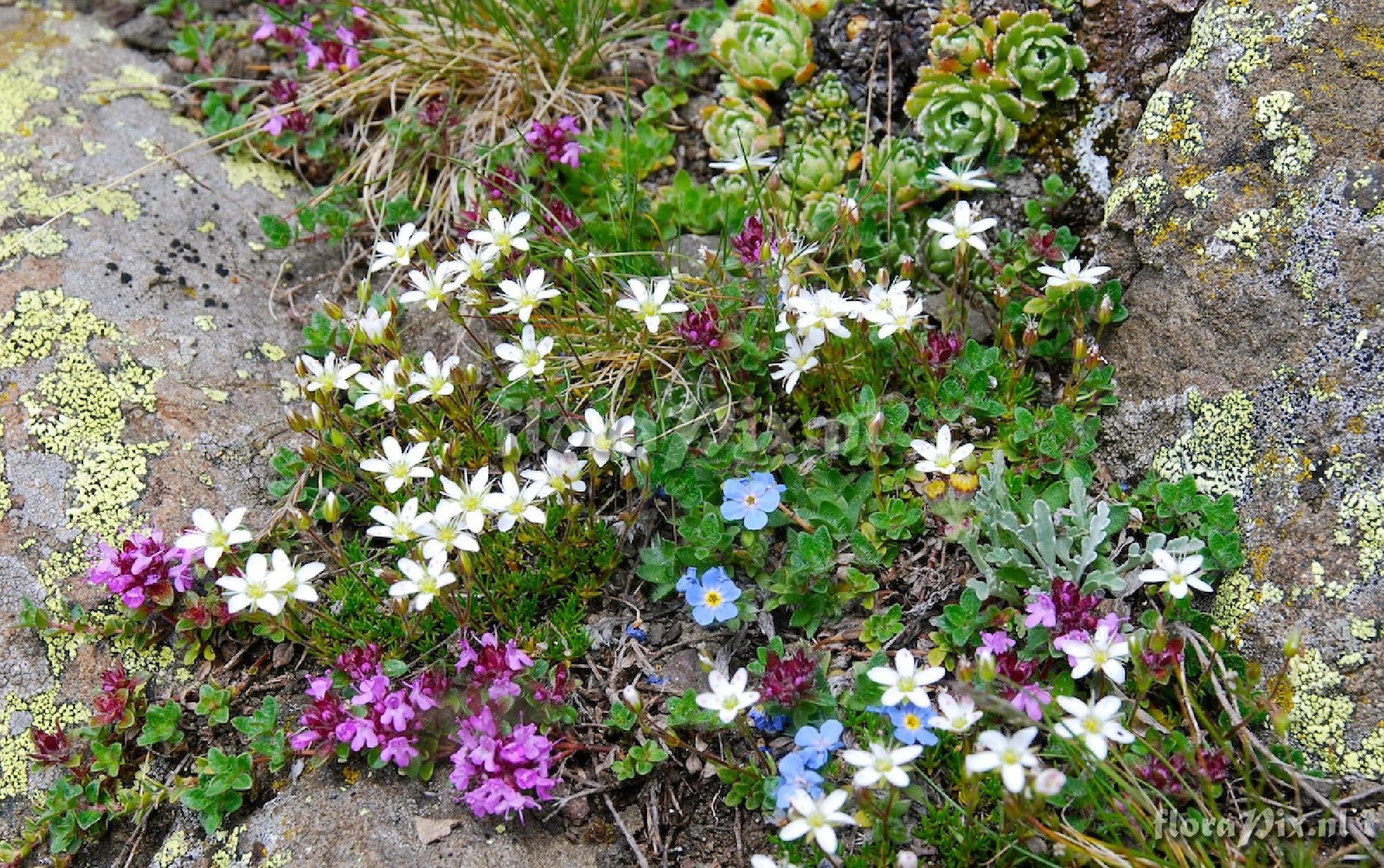 5-places, natural rock garden