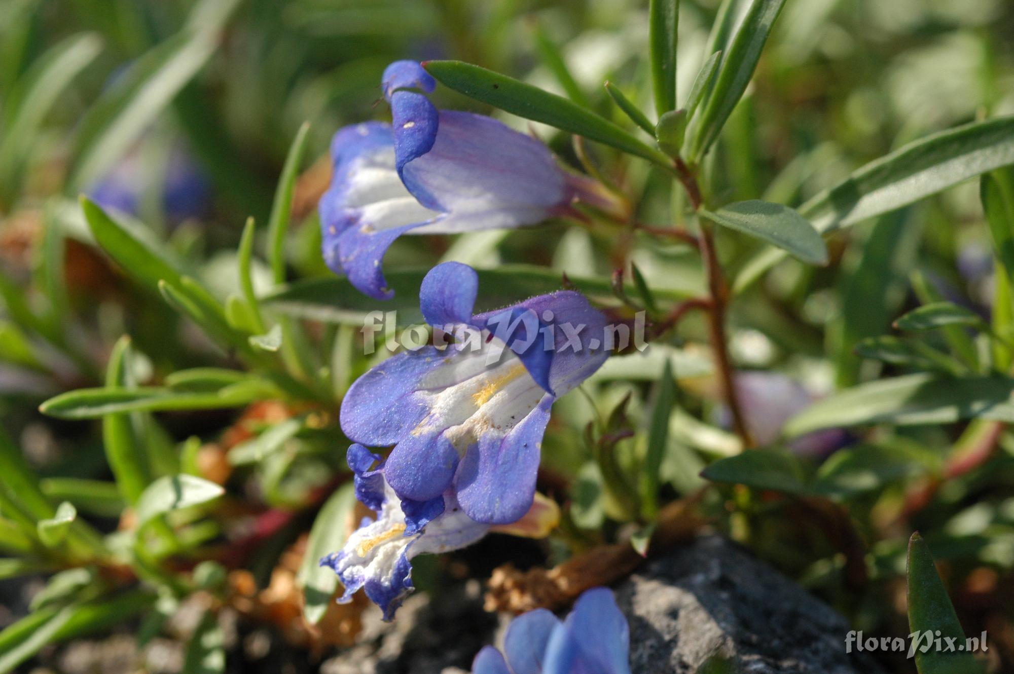 Penstemon crandallii