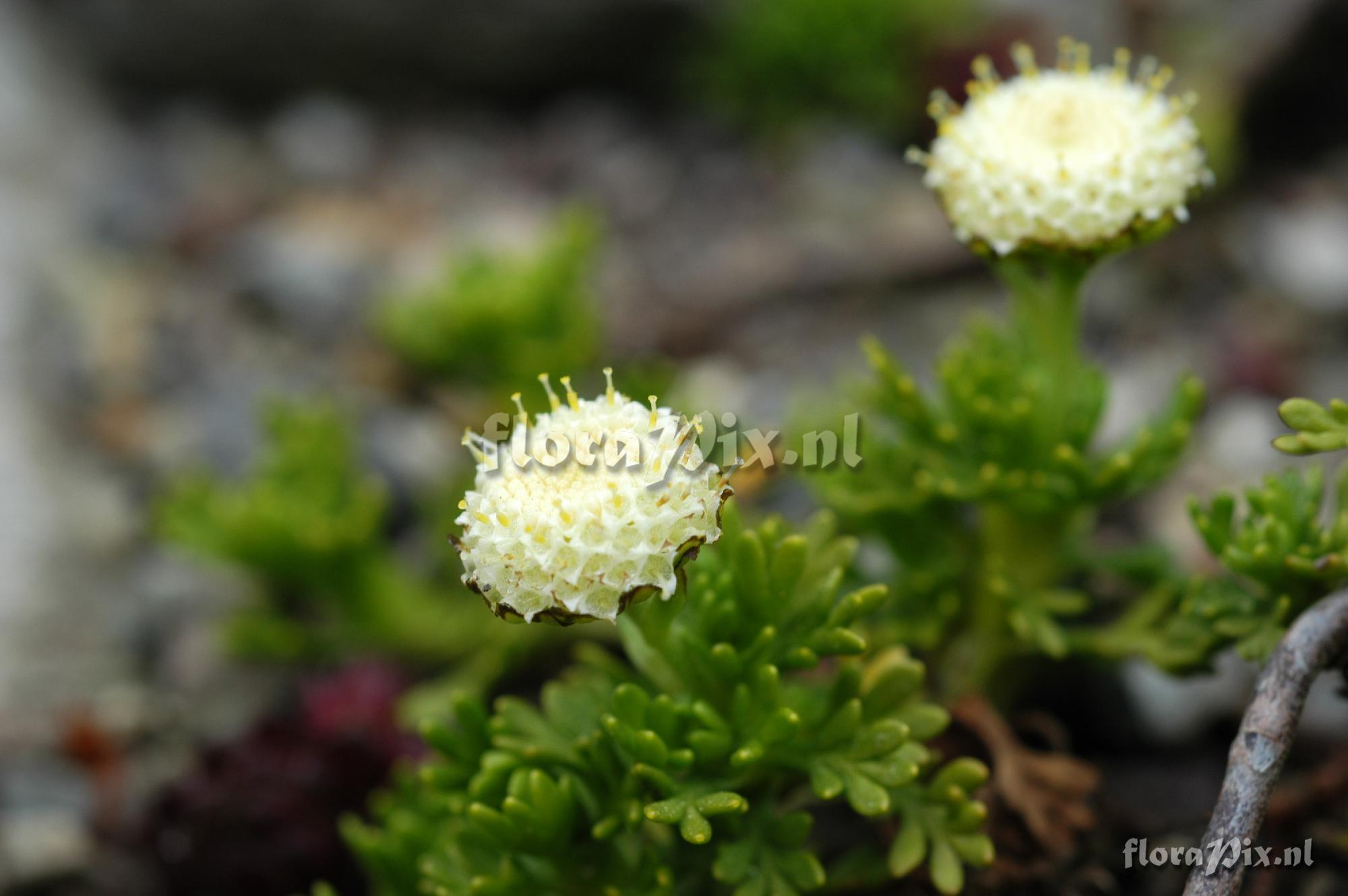 Leptinella pyrethrifolia 