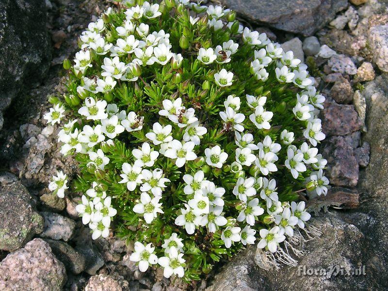 Arenaria setacea
