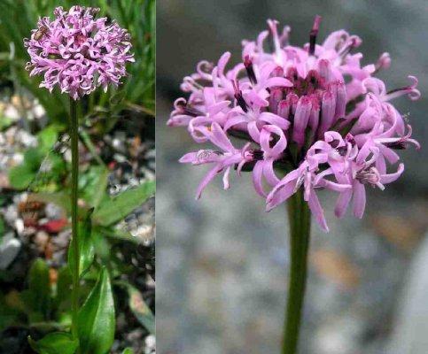 Marshallia grandiflora