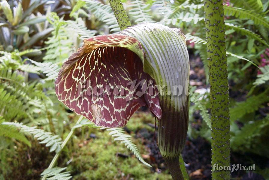 Arisaema griffithii