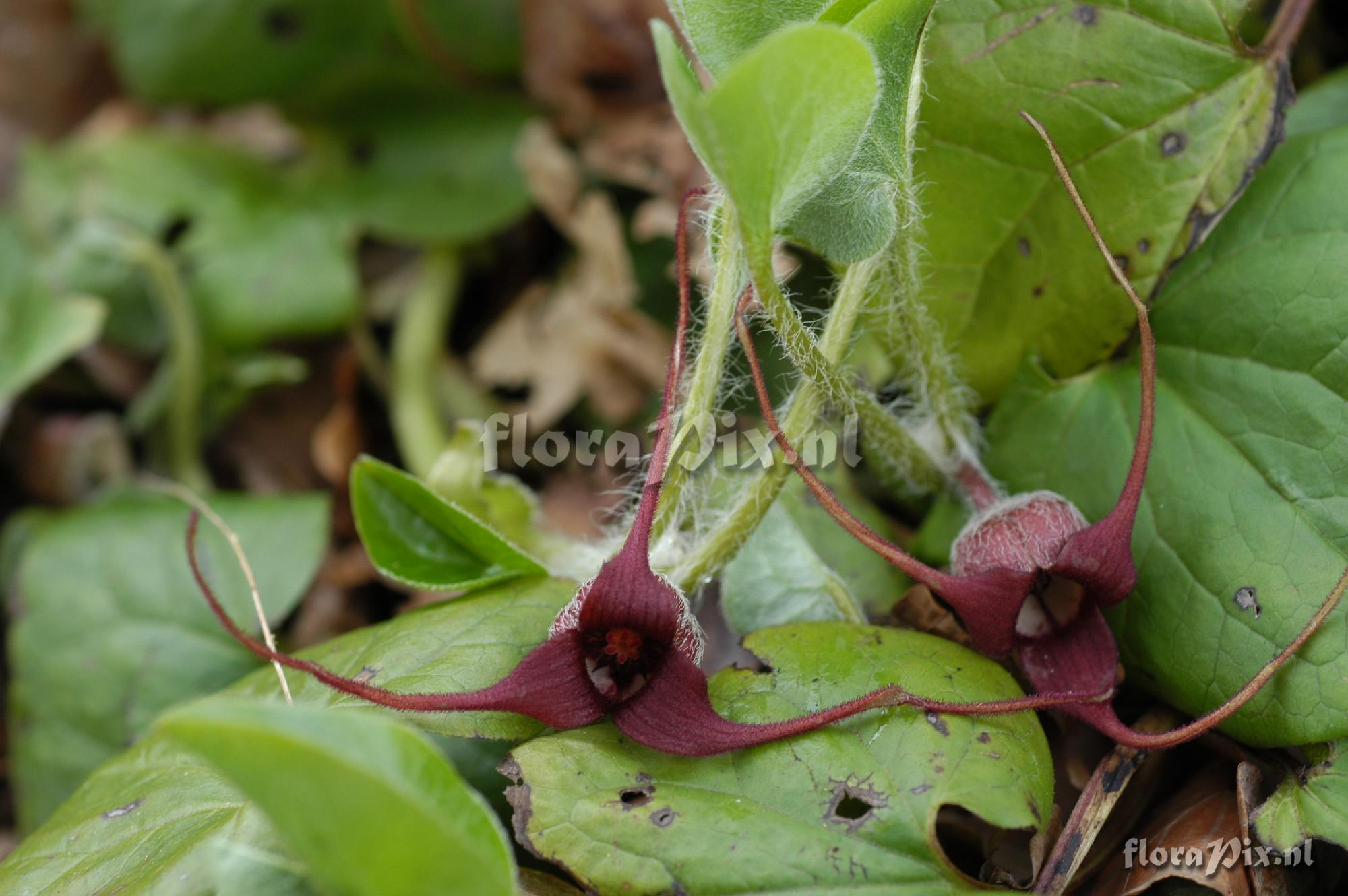 Asarum caudatum