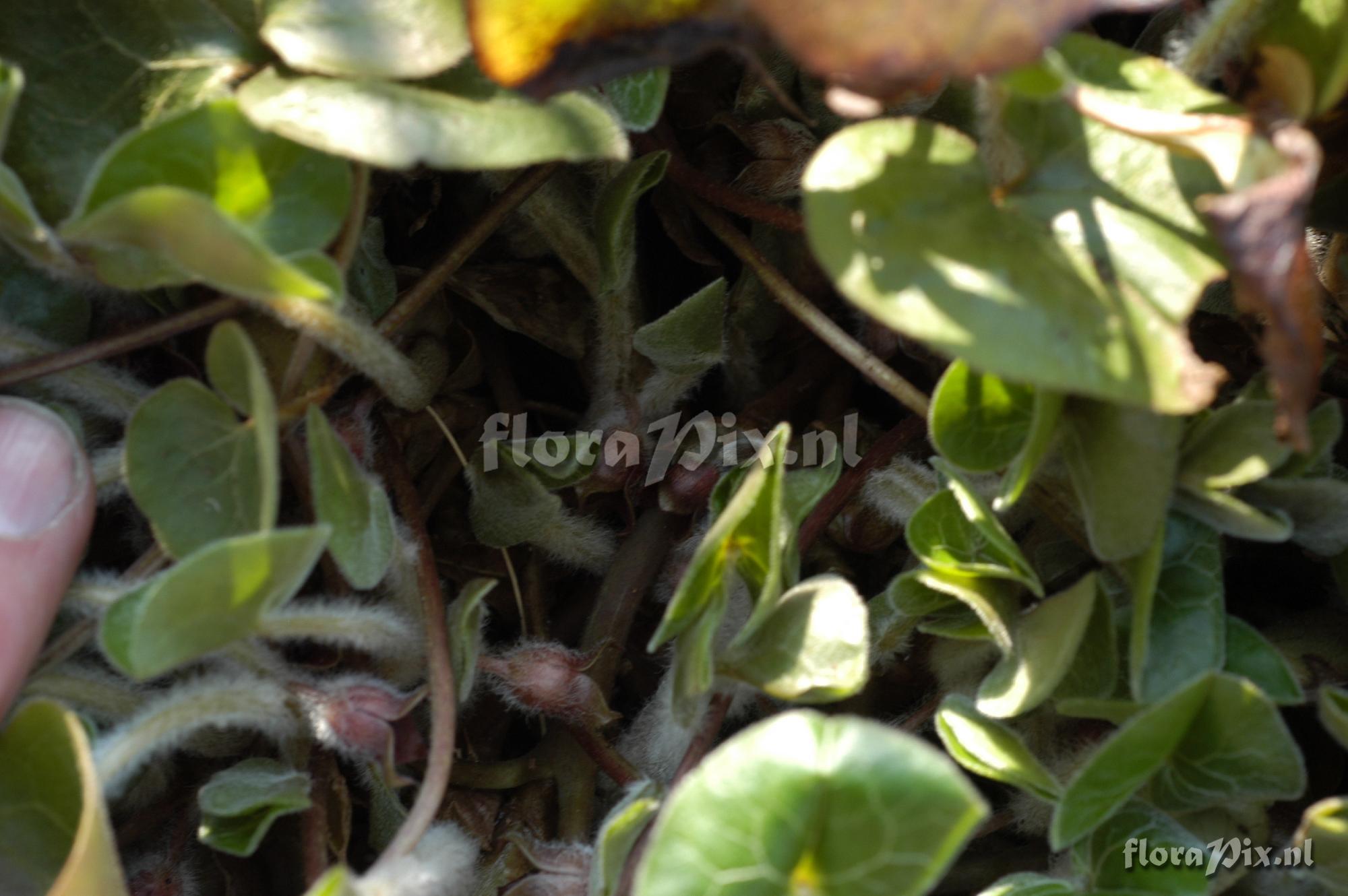 Asarum europaeum