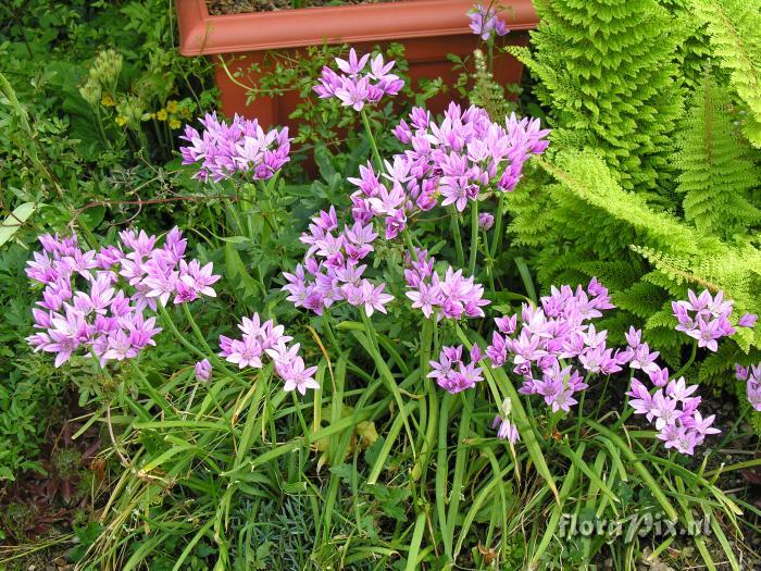 allium unifolium