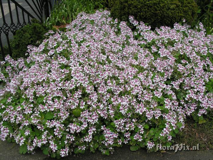 erodium pelargonifolium