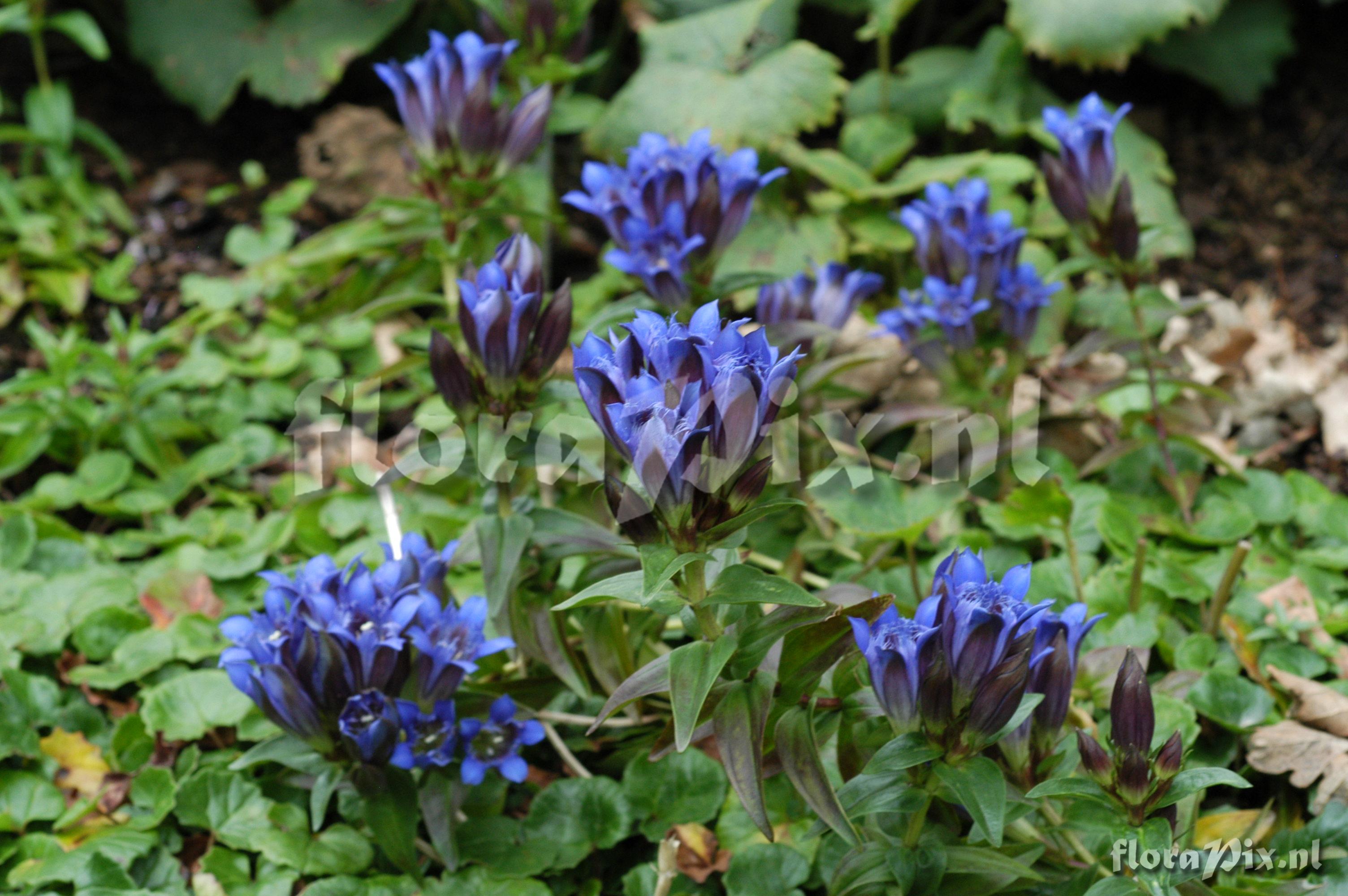 Gentiana septemfida