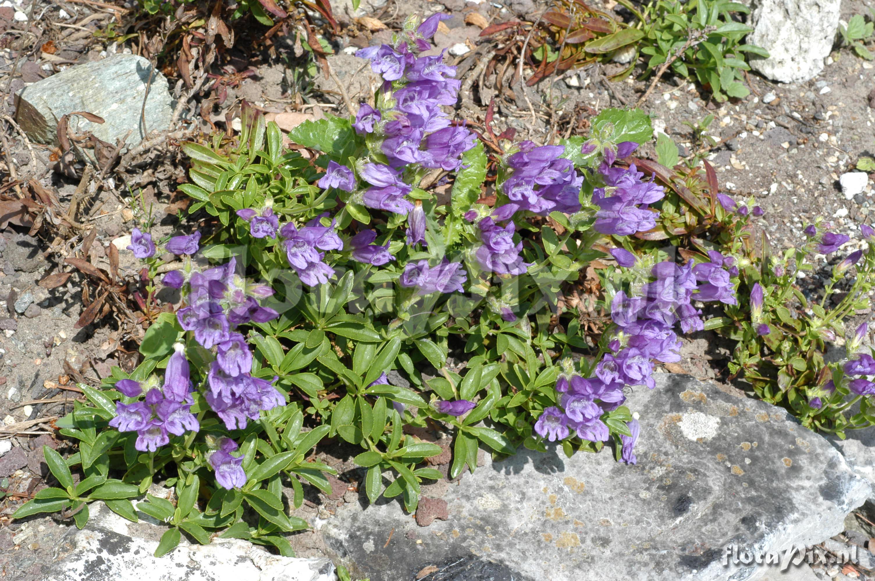 Penstemon cardwellii