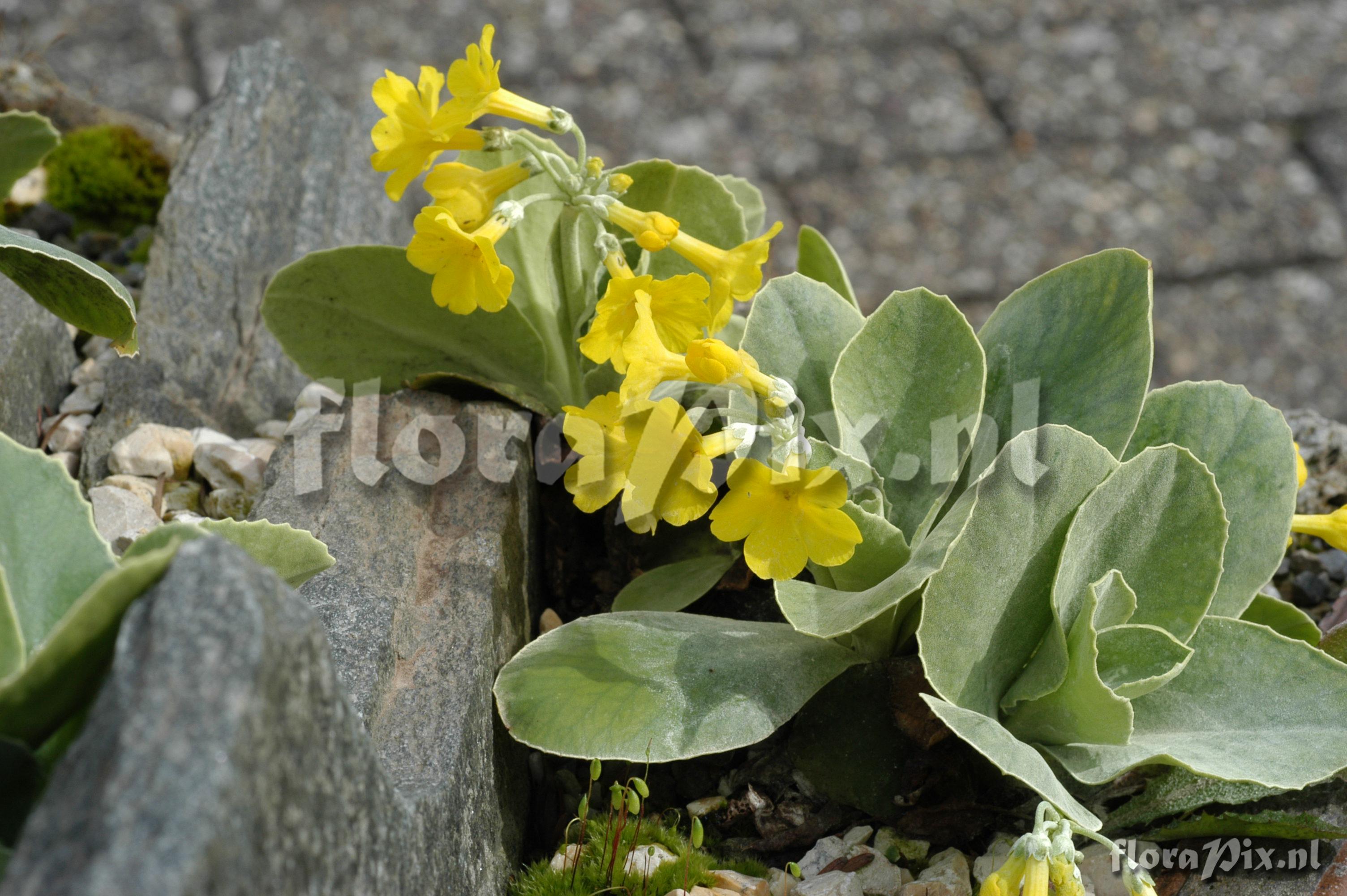 Primula auricula