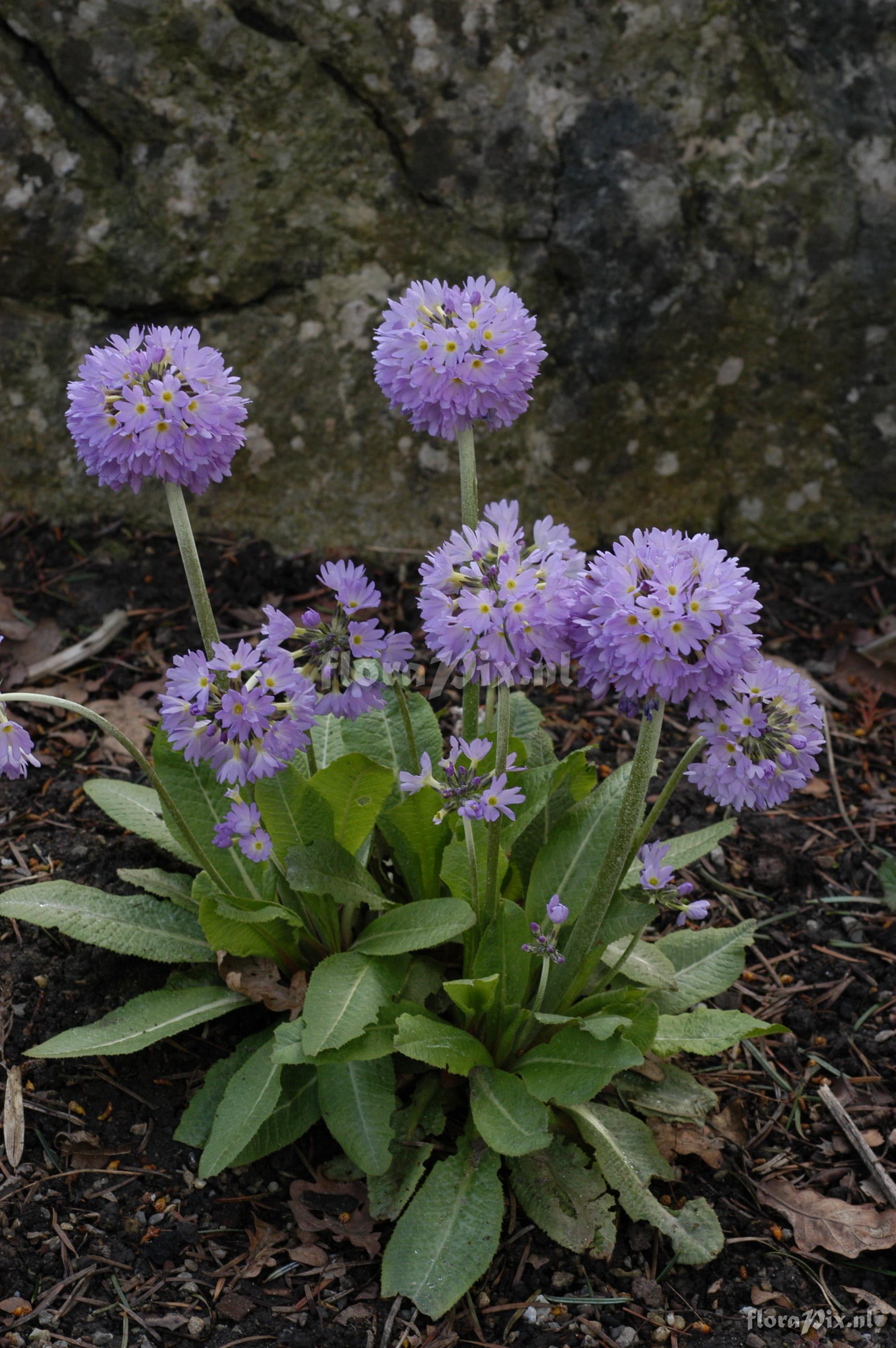Primula denticulata