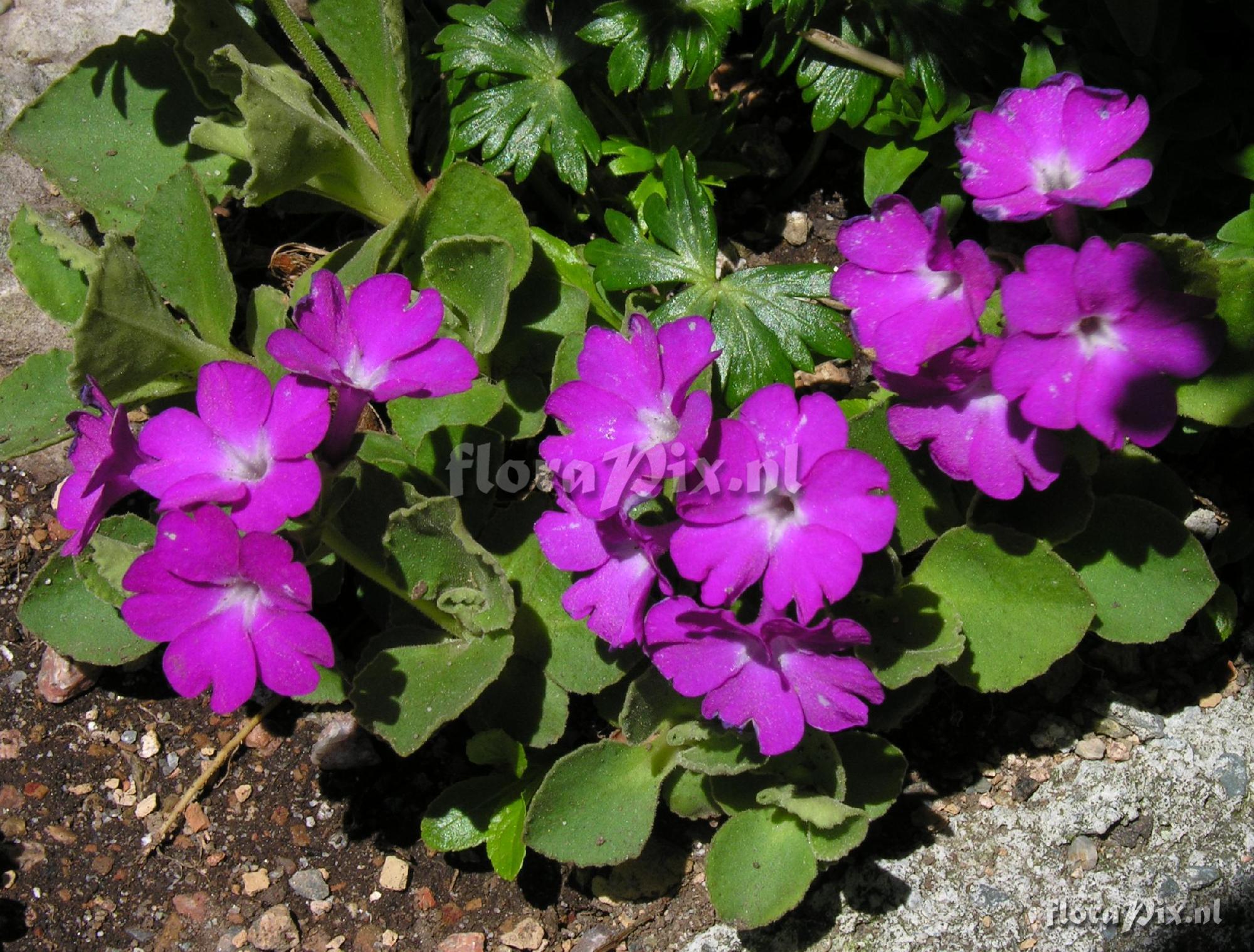 Primula hirsuta