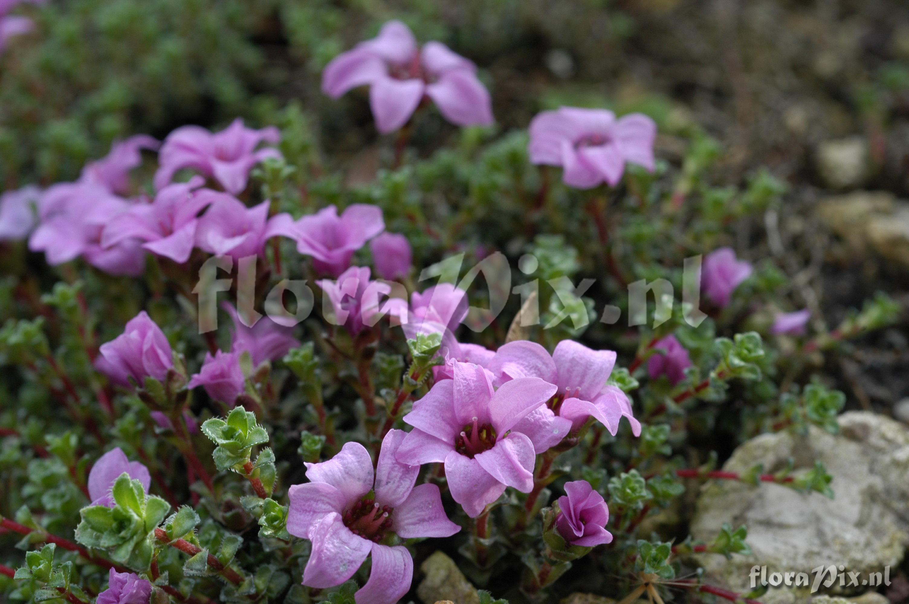 Saxifraga oppositifolia