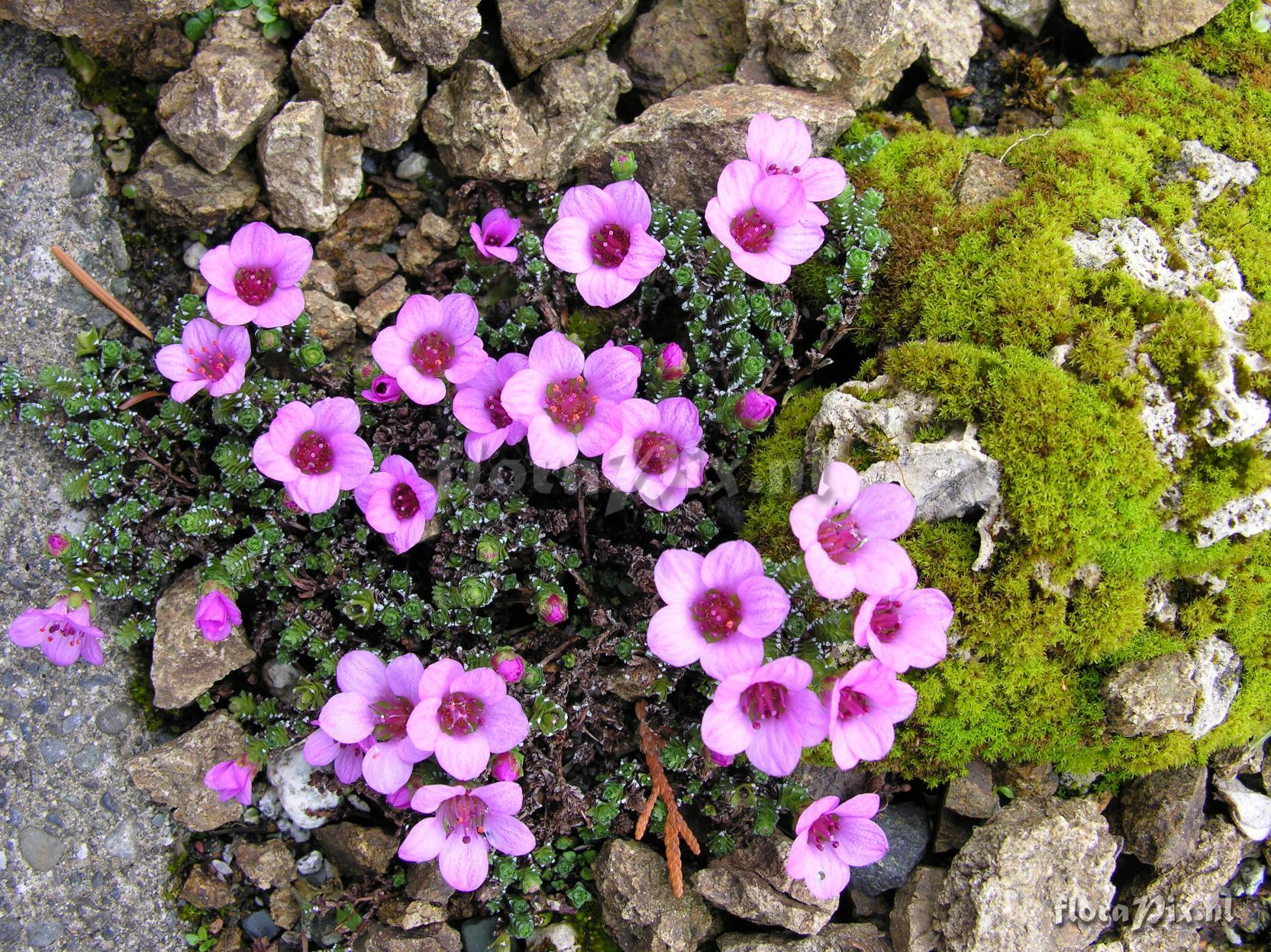 Saxifraga oppositifolia