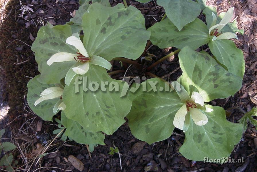 Trillium chloropetalum