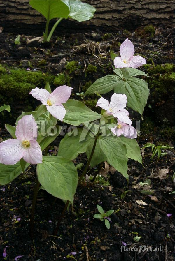Trillium ovatum