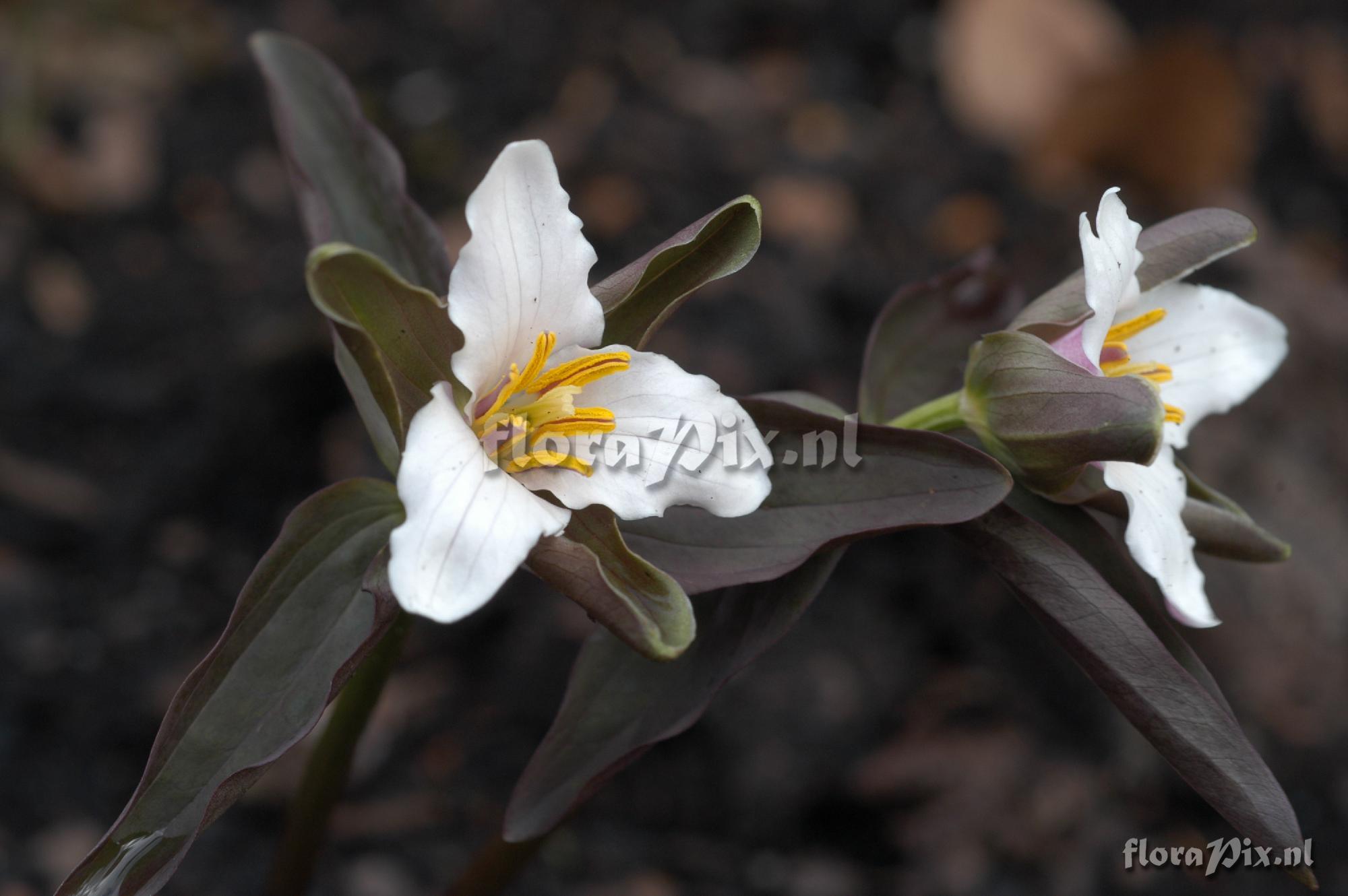 Trillium pusillum