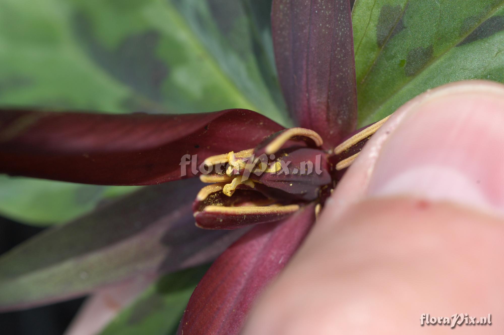Trillium kurabayashii