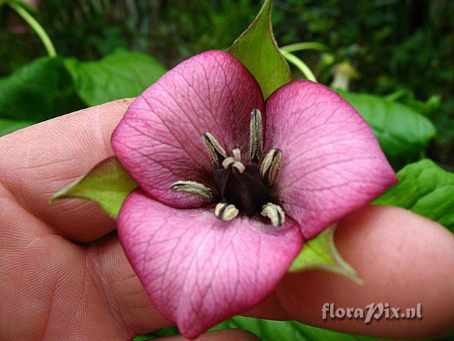 Trillium sulcatum