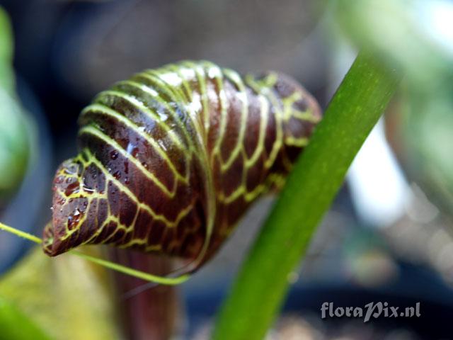 Arisaema griffithii
