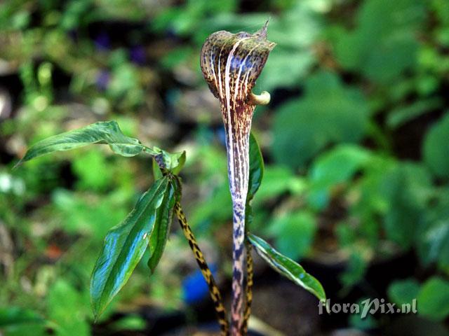Arisaema nepenthoides