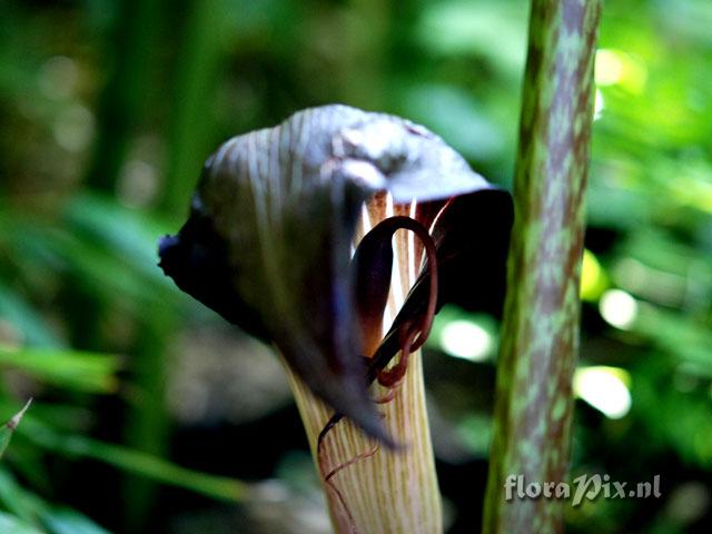 Arisaema speciosum var. magnificum