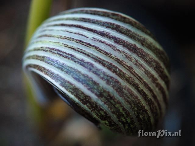 Arisaema franchetianum
