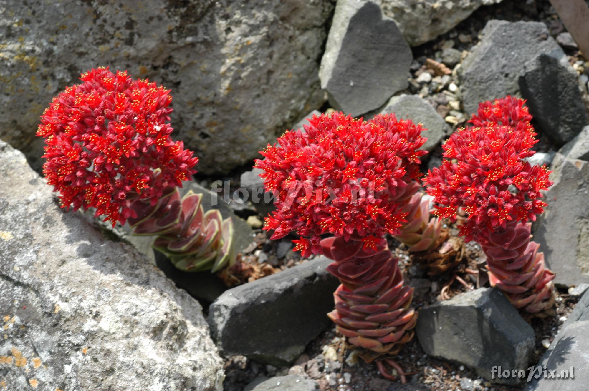 Sedum sempervivoides 